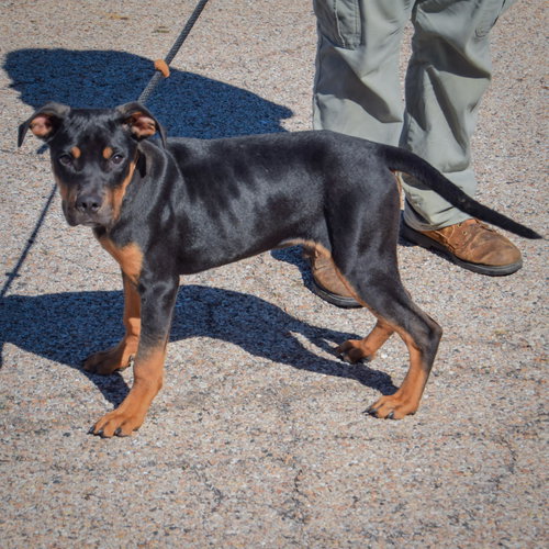 Keller, an adoptable Rottweiler / American Staffordshire Terrier / Mixed at Animal House Shelter — photo 2