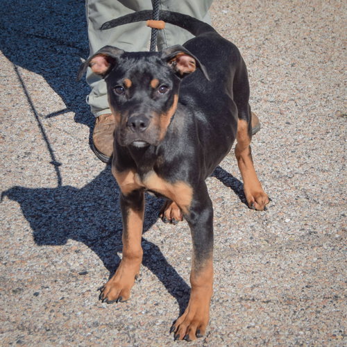 Keller, an adoptable Rottweiler / American Staffordshire Terrier / Mixed at Animal House Shelter — photo 3