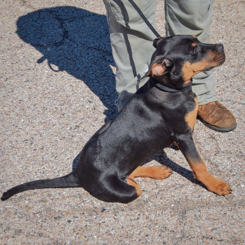 Keller, an adoptable Rottweiler / American Staffordshire Terrier / Mixed at Animal House Shelter — photo 4