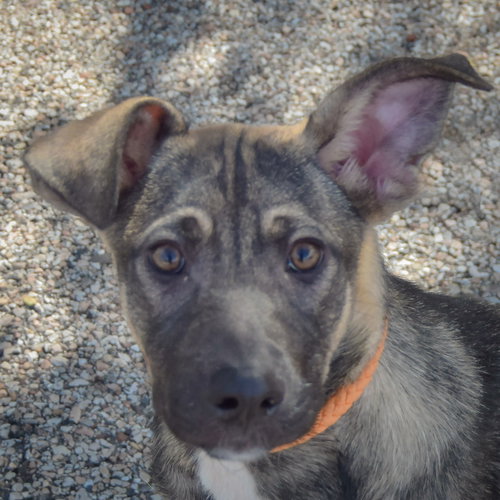 Greg, German Shepherd Dog / Mountain Cur / Mixed