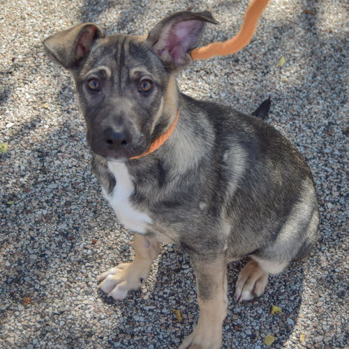 Greg, an adoptable German Shepherd Dog / Mountain Cur / Mixed at Animal House Shelter — photo 2