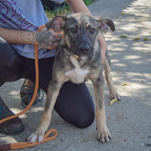 Greg, an adoptable German Shepherd Dog / Mountain Cur / Mixed at Animal House Shelter — photo 3