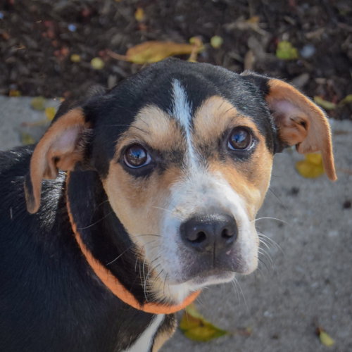 Maggie, German Shepherd Dog / Rottweiler / Mixed
