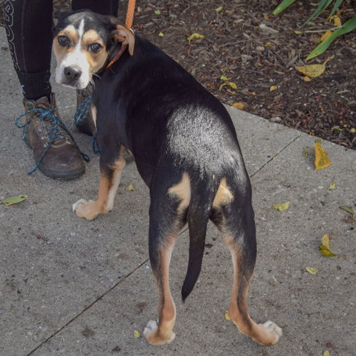 Maggie, an adoptable German Shepherd Dog / Rottweiler / Mixed at Animal House Shelter — photo 2