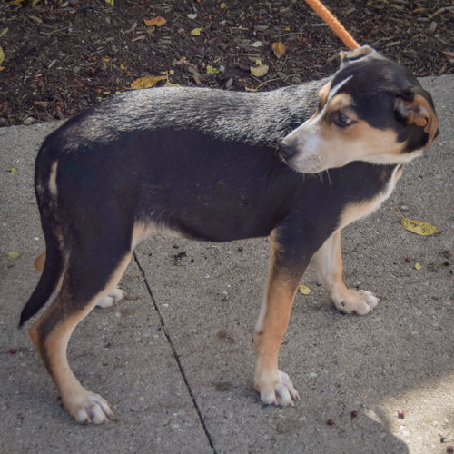 Maggie, an adoptable German Shepherd Dog / Rottweiler / Mixed at Animal House Shelter — photo 3