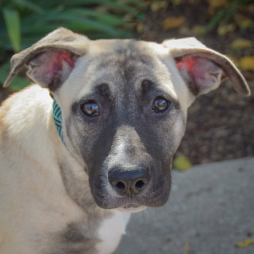 Squash, German Shepherd Dog / Mountain Cur / Mixed