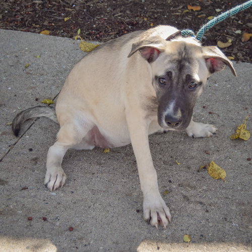 Squash, an adoptable German Shepherd Dog / Mountain Cur / Mixed at Animal House Shelter — photo 2