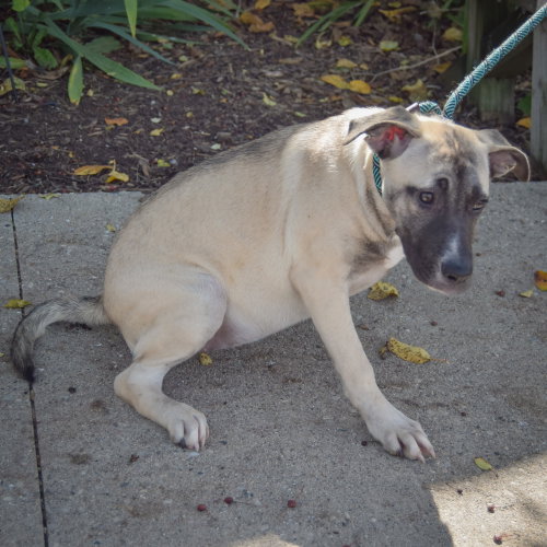 Squash, an adoptable German Shepherd Dog / Mountain Cur / Mixed at Animal House Shelter — photo 3