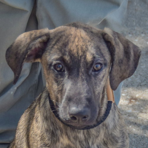 Wendy, German Shepherd Dog / Mountain Cur / Mixed