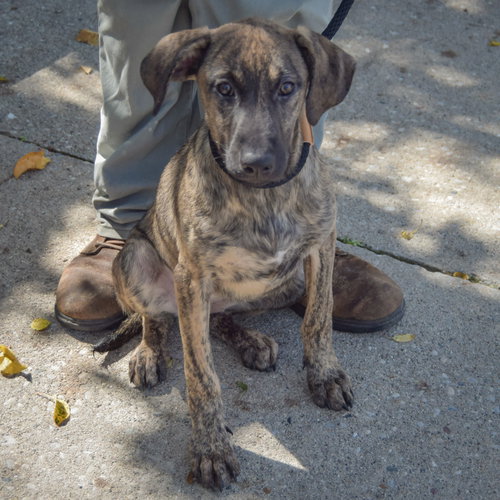 Wendy, an adoptable German Shepherd Dog / Mountain Cur / Mixed at Animal House Shelter — photo 2
