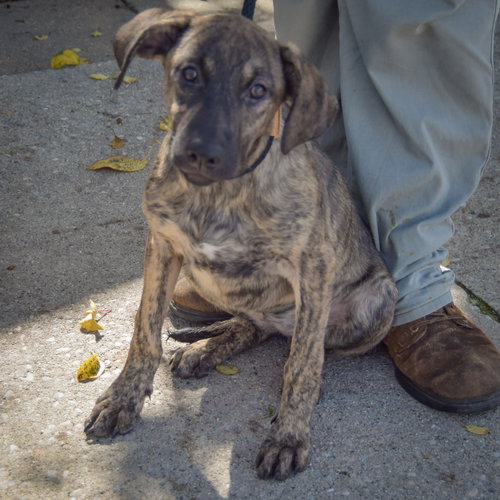 Wendy, an adoptable German Shepherd Dog / Mountain Cur / Mixed at Animal House Shelter — photo 3