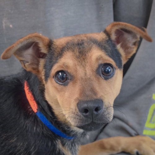 Fenton, Miniature Pinscher / Chihuahua / Mixed