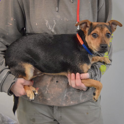 Fenton, an adoptable Miniature Pinscher / Chihuahua / Mixed at Animal House Shelter — photo 2