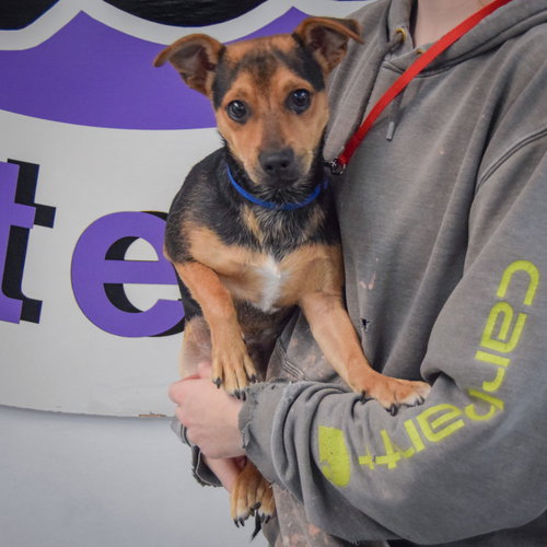 Fenton, an adoptable Miniature Pinscher / Chihuahua / Mixed at Animal House Shelter — photo 3