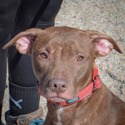 Hazel, American Staffordshire Terrier / American Bulldog / Mixed