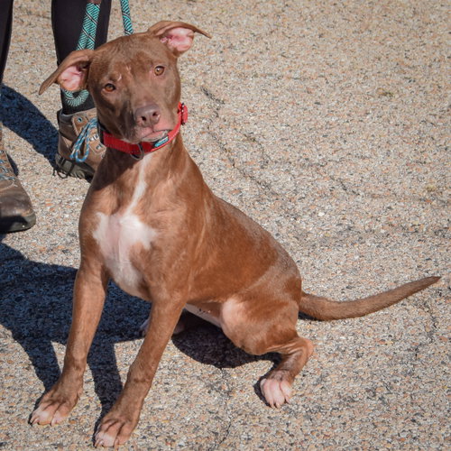 Hazel, an adoptable American Staffordshire Terrier / American Bulldog / Mixed at Animal House Shelter — photo 2