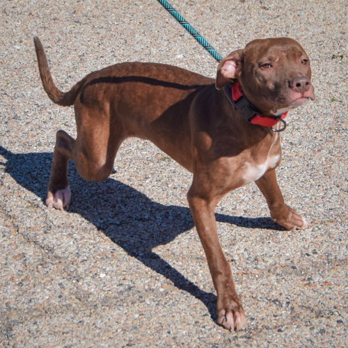 Hazel, an adoptable American Staffordshire Terrier / American Bulldog / Mixed at Animal House Shelter — photo 3