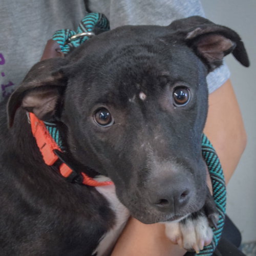 Letty, American Staffordshire Terrier / American Bulldog / Mixed