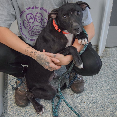 Letty, an adoptable American Staffordshire Terrier / American Bulldog / Mixed at Animal House Shelter — photo 2