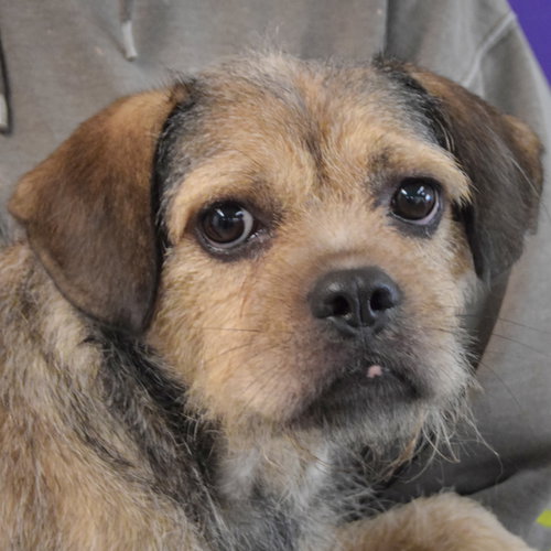 Kash, Affenpinscher / Brussels Griffon / Mixed