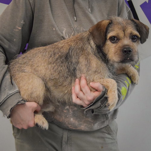 Kash, an adoptable Affenpinscher / Brussels Griffon / Mixed at Animal House Shelter — photo 2