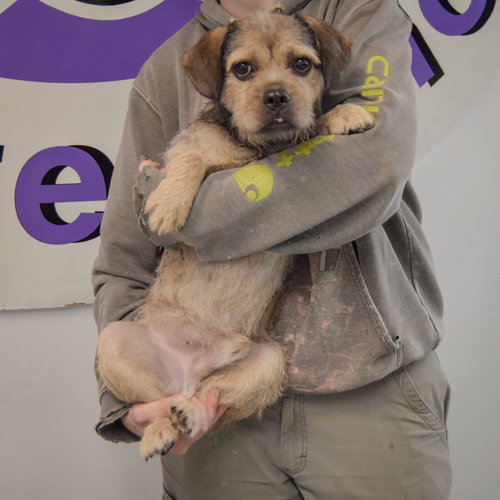 Kash, an adoptable Affenpinscher / Brussels Griffon / Mixed at Animal House Shelter — photo 3