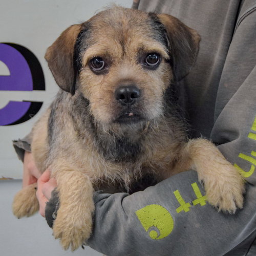 Kash, an adoptable Affenpinscher / Brussels Griffon / Mixed at Animal House Shelter — photo 4