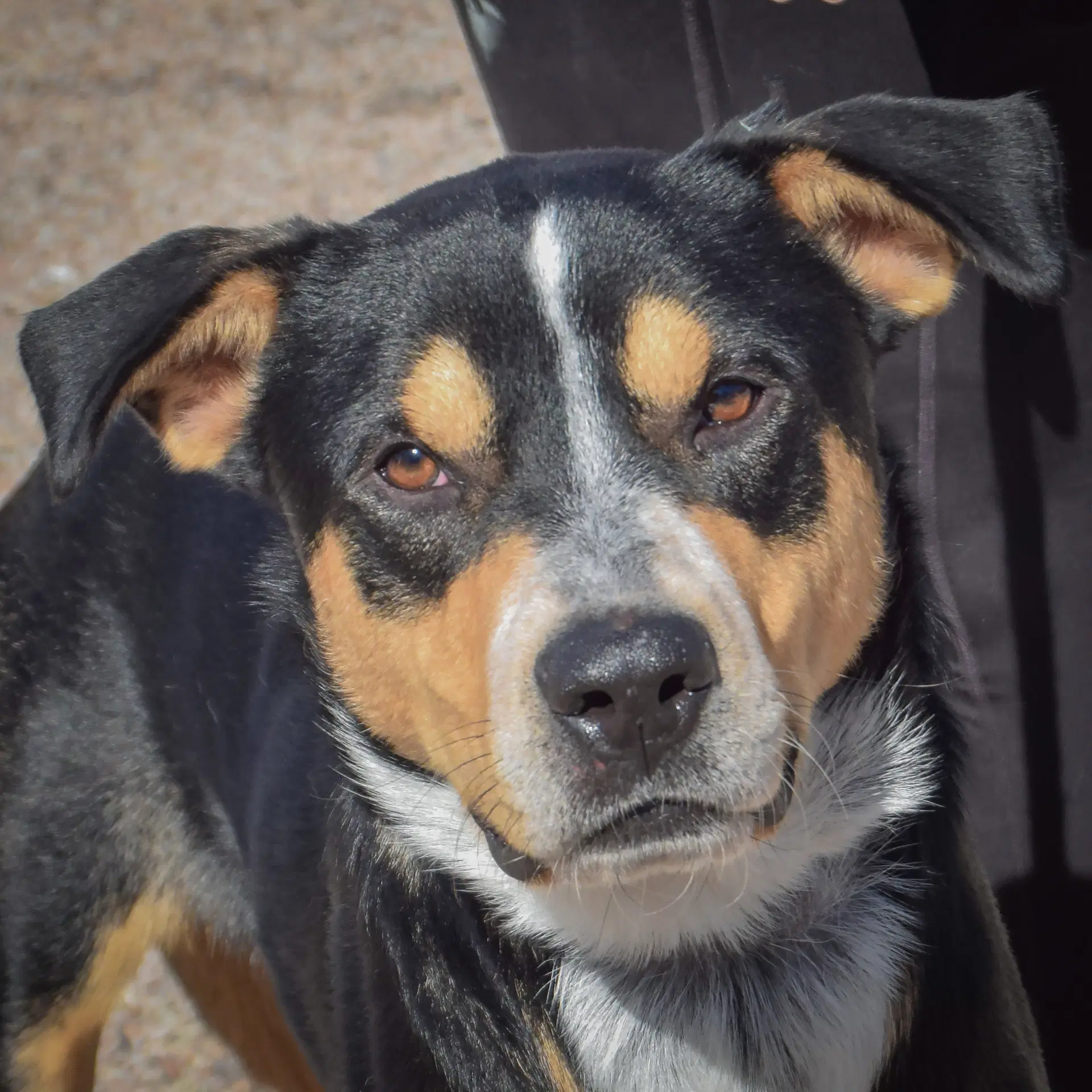 Rocky - Rottweiler