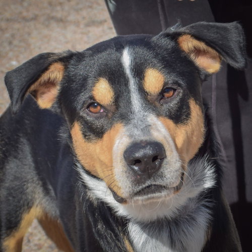 Rocky, Rottweiler / American Staffordshire Terrier / Mixed