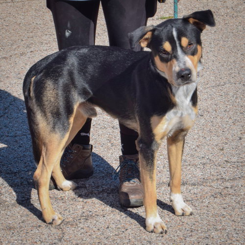 Rocky, an adoptable Rottweiler / American Staffordshire Terrier / Mixed at Animal House Shelter — photo 2