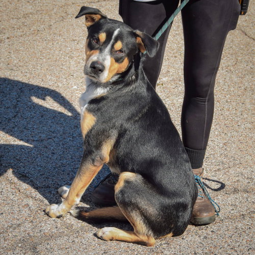 Rocky, an adoptable Rottweiler / American Staffordshire Terrier / Mixed at Animal House Shelter — photo 3