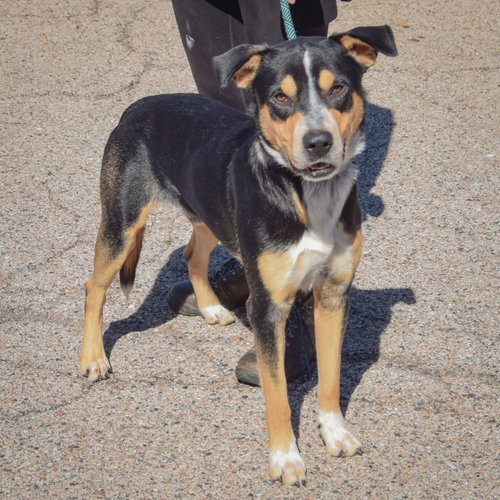 Rocky, an adoptable Rottweiler / American Staffordshire Terrier / Mixed at Animal House Shelter — photo 4