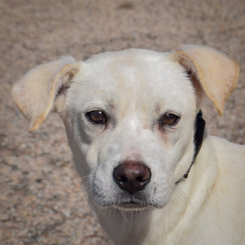 Valkyrie, Husky / Yellow Labrador Retriever / Mixed
