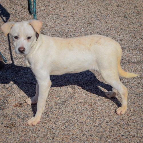 Valkyrie, an adoptable Husky / Yellow Labrador Retriever / Mixed at Animal House Shelter — photo 2
