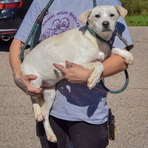 Valkyrie, an adoptable Husky / Yellow Labrador Retriever / Mixed at Animal House Shelter — photo 3