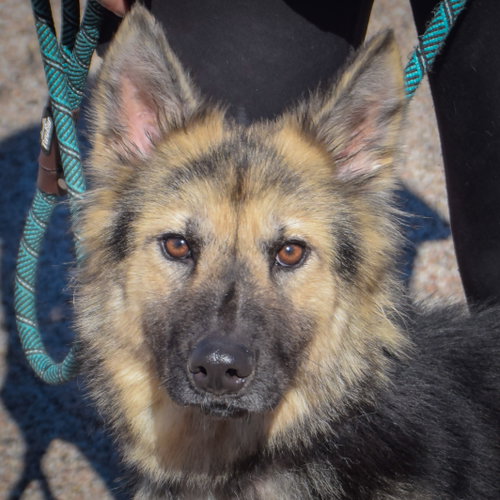 Berry, German Shepherd Dog / Collie / Mixed