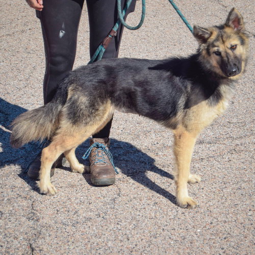 Berry, an adoptable German Shepherd Dog / Collie / Mixed at Animal House Shelter — photo 2