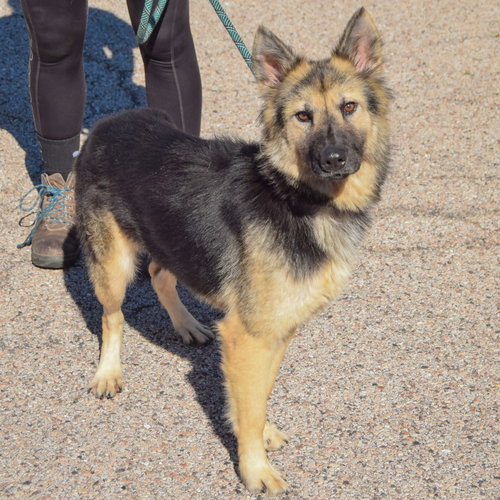 Berry, an adoptable German Shepherd Dog / Collie / Mixed at Animal House Shelter — photo 3