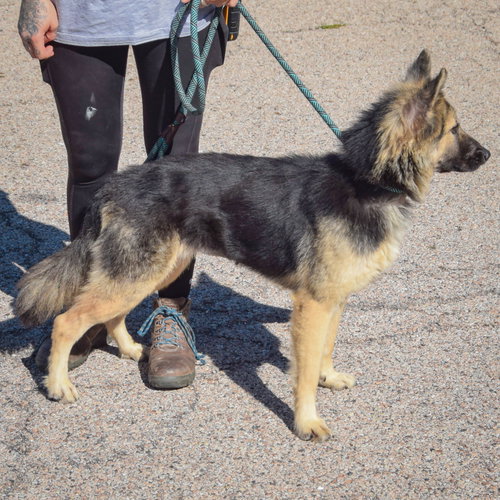 Berry, an adoptable German Shepherd Dog / Collie / Mixed at Animal House Shelter — photo 4