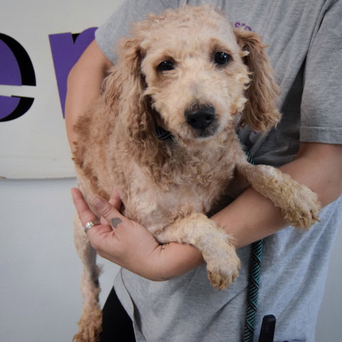 Photo 2 of Honey