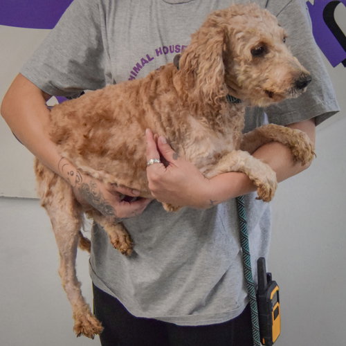 Photo 3 of Honey