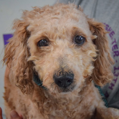 Photo 4 of Honey