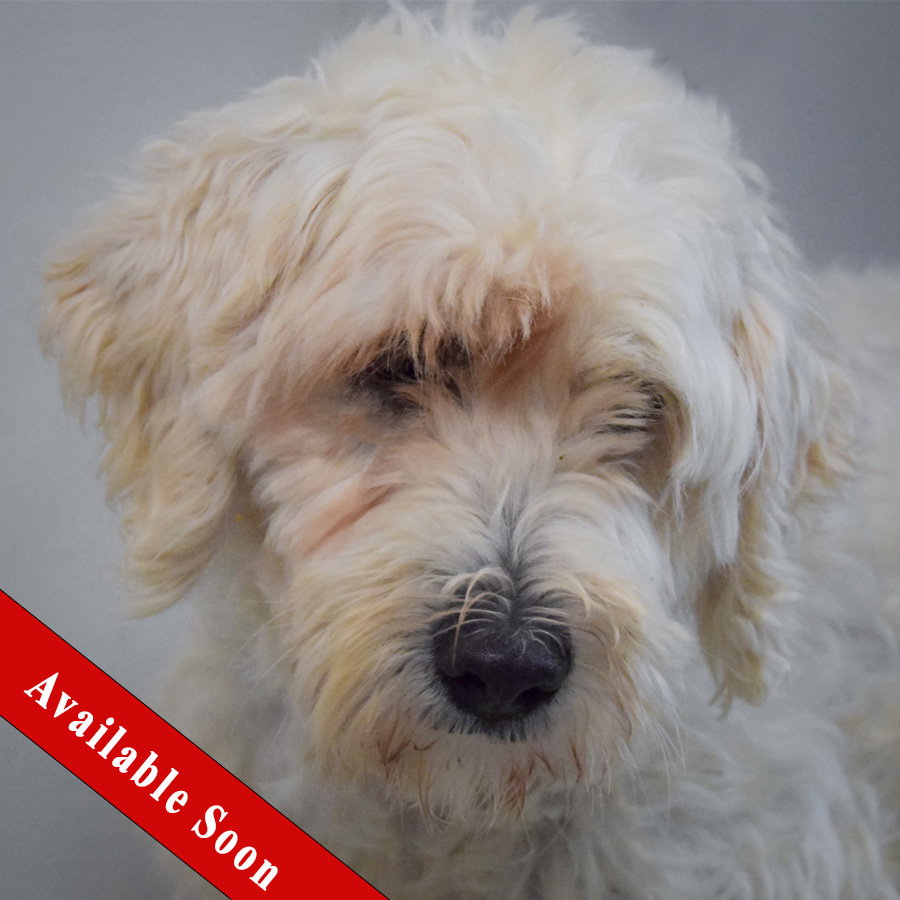 Layla, Wheaten Terrier