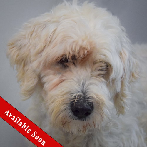 Layla, a dog for adoption from Animal House Shelter, Inc.