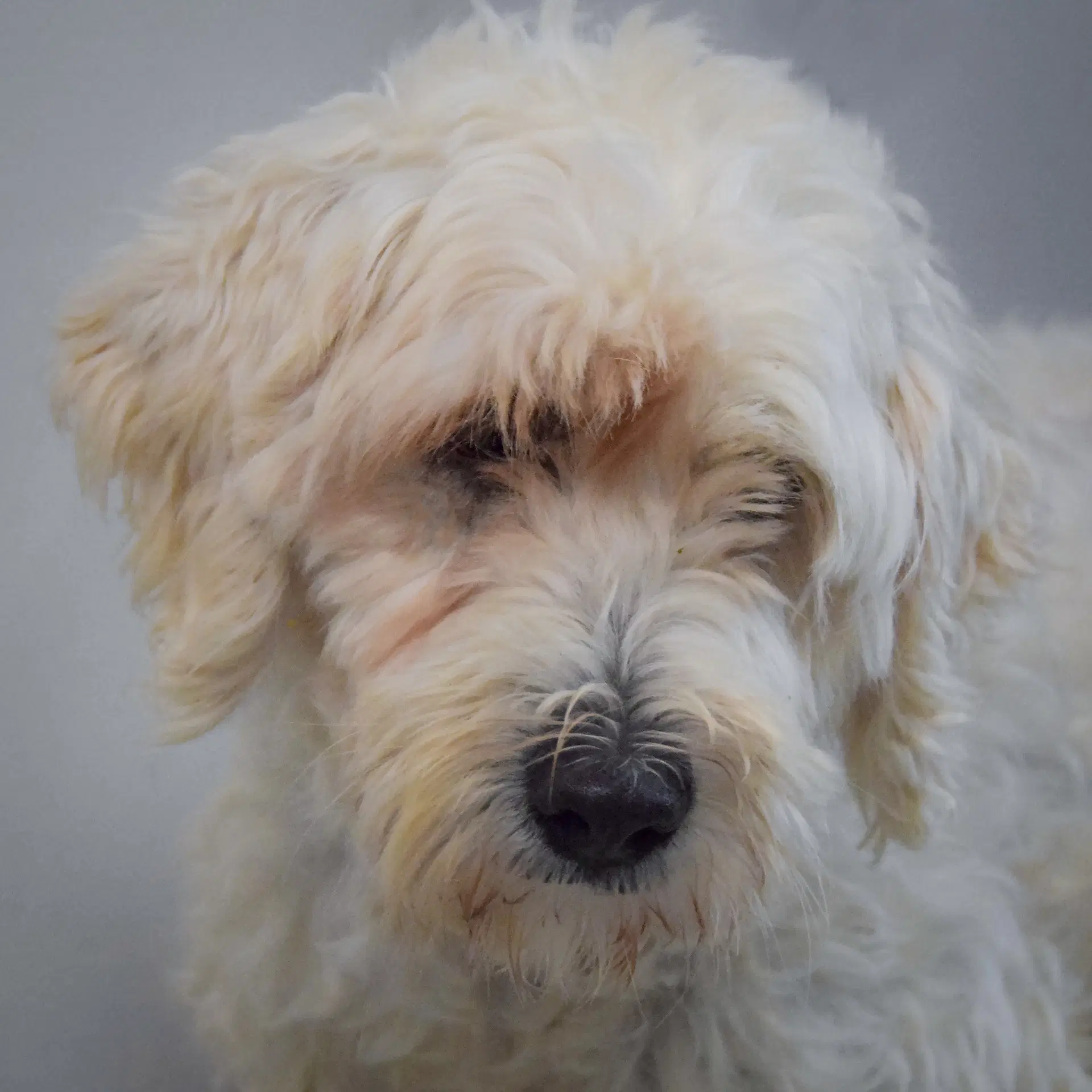 Layla - Wheaten Terrier