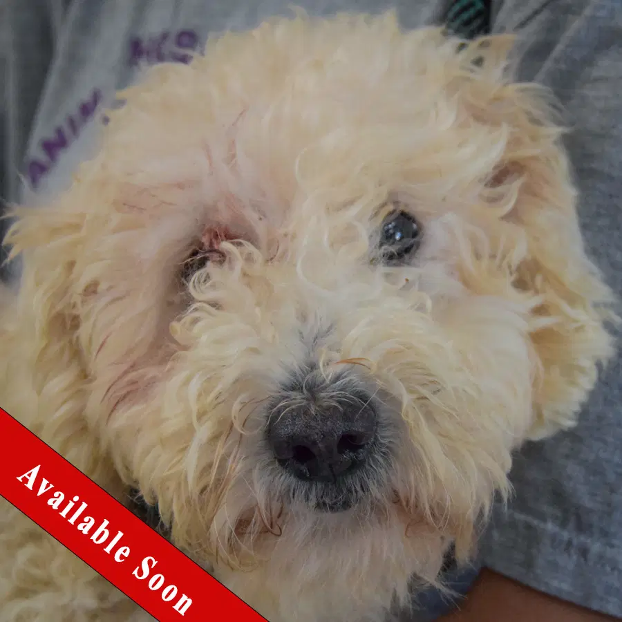 Muffin - Wheaten Terrier