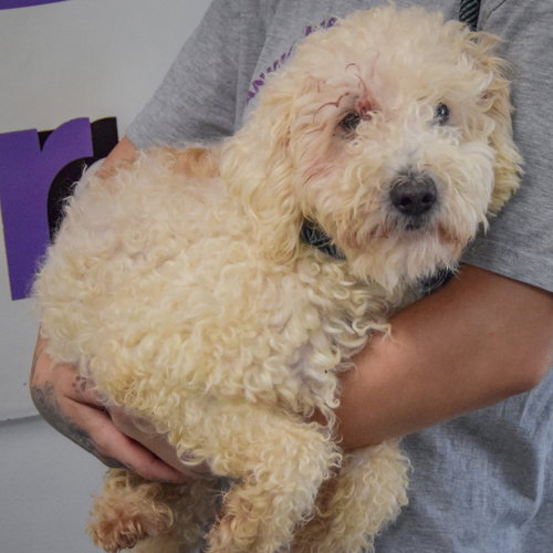 Photo 3 of Muffin