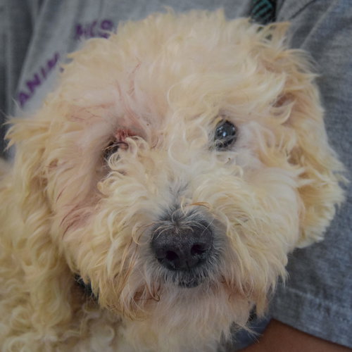 Photo 4 of Muffin