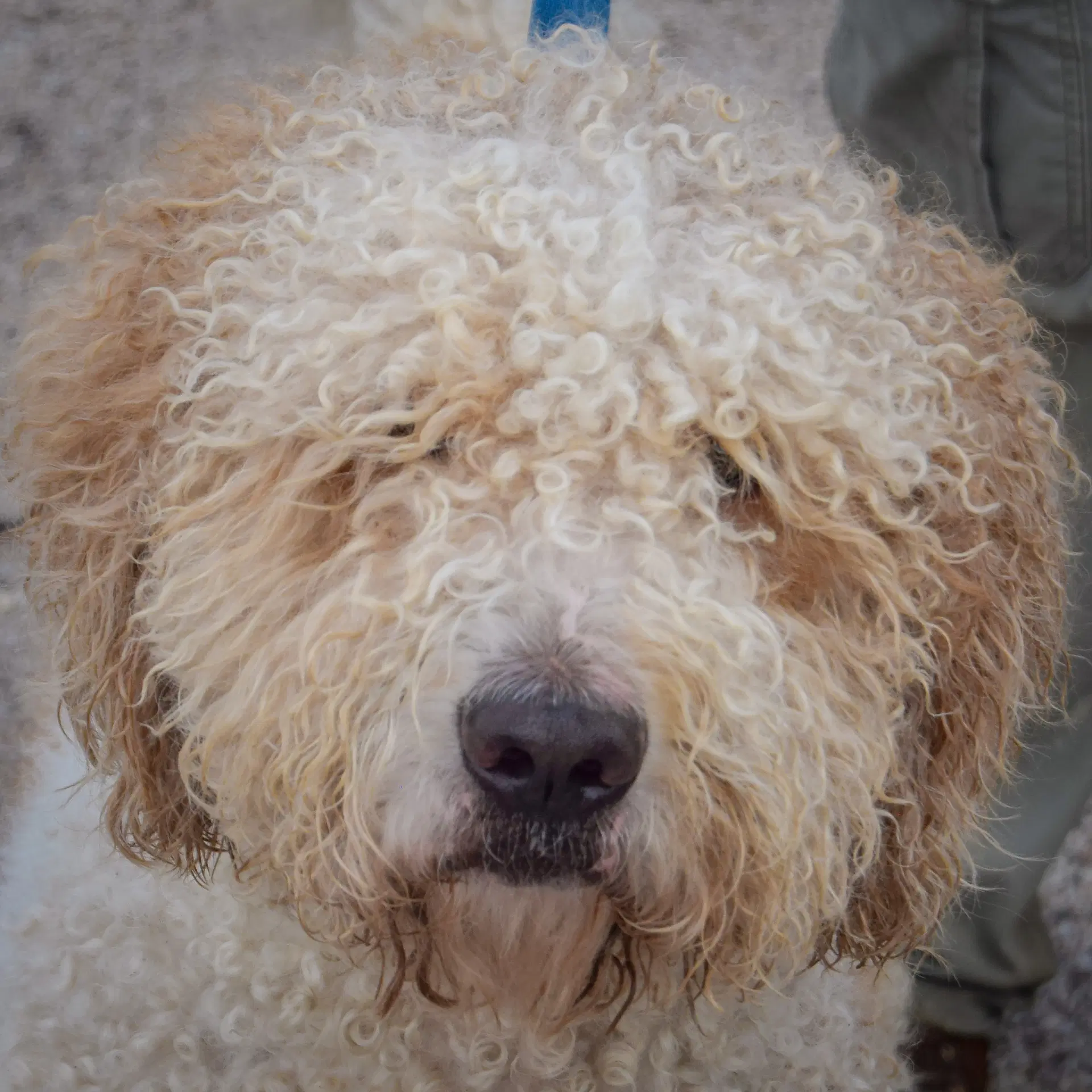 Doug - Poodle (unknown type)