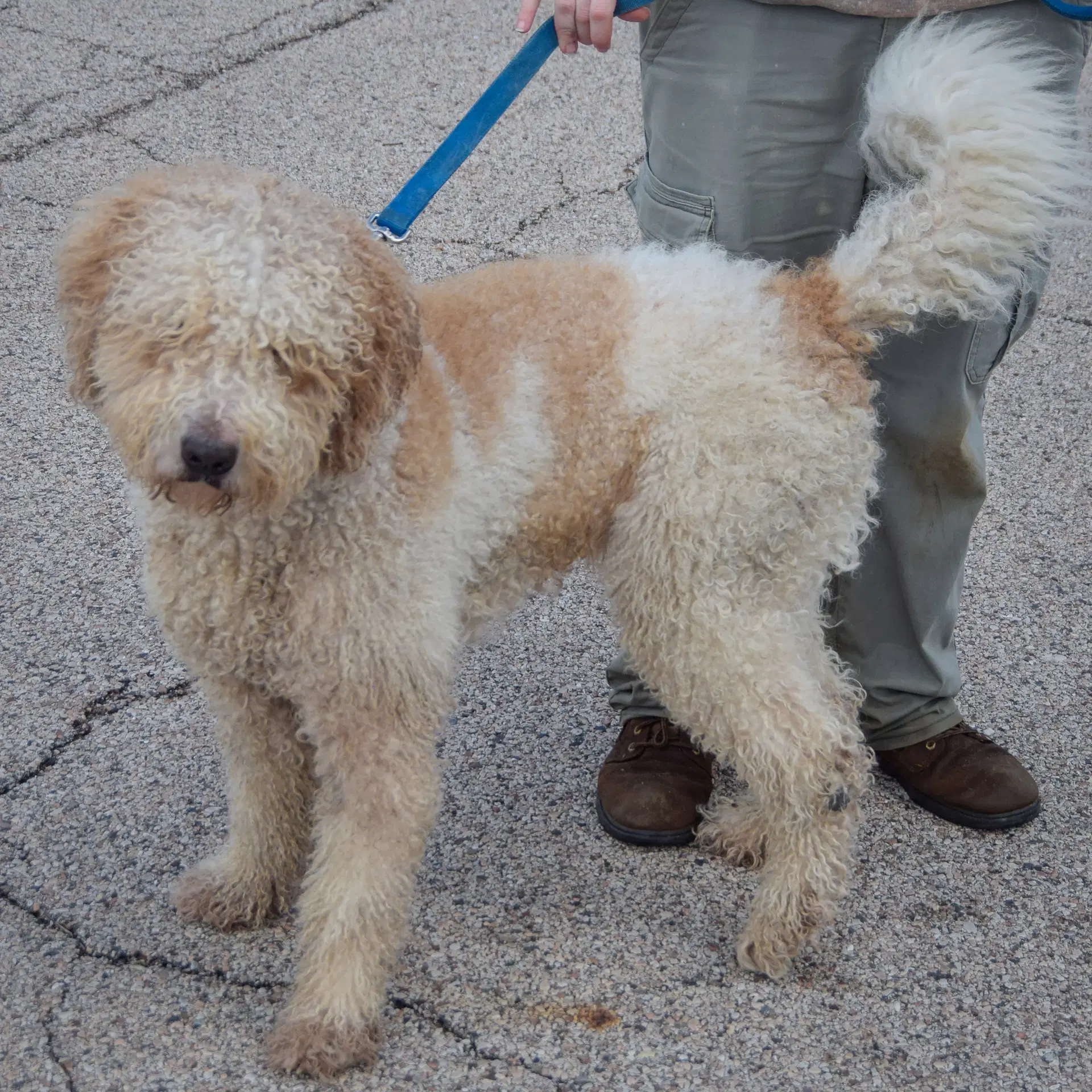 Doug image 2